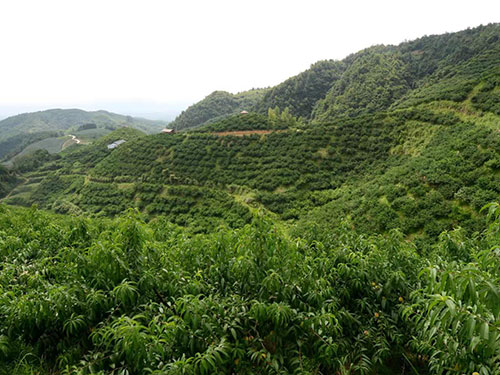黔陽瞐大崇鄉(xiāng)黃桃產業(yè)園3